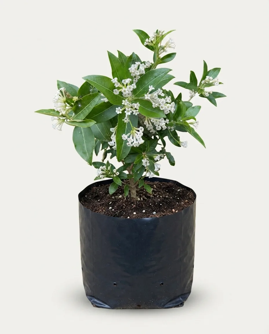 Cestrum diurnum