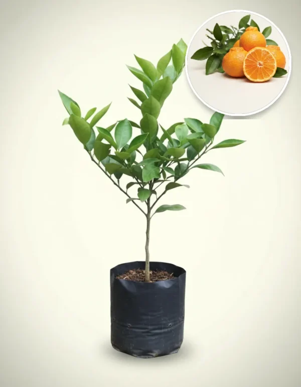Lemon Dekopon Jumbo