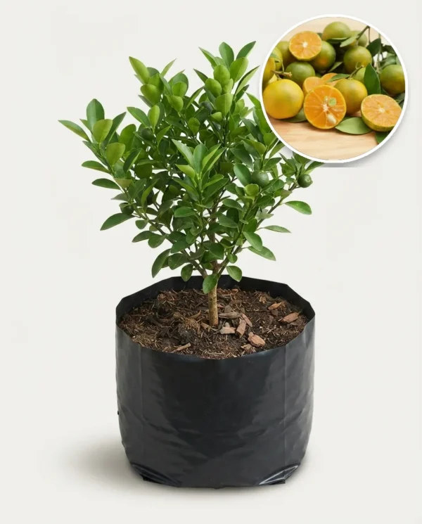 Lemon Kasturi