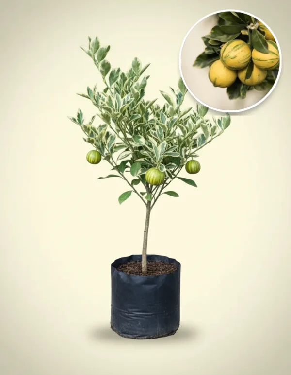 Lemon Variegated