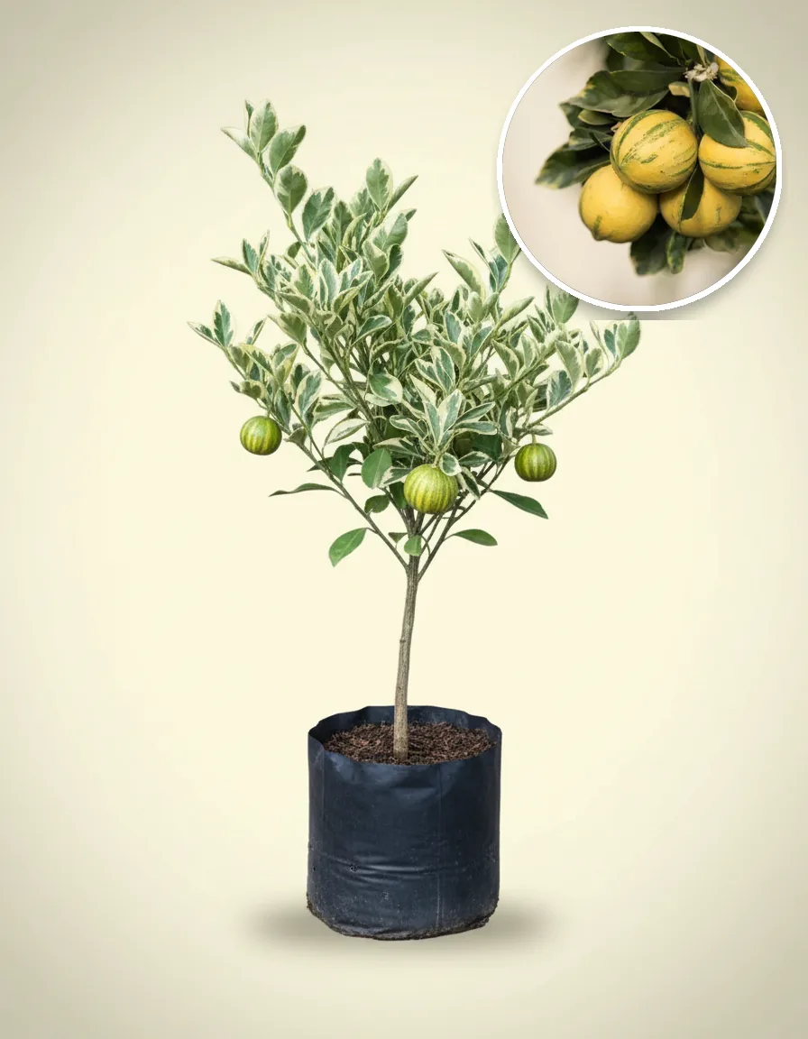 Lemon Variegated