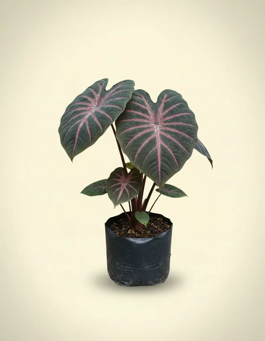 Colocasia Black Spider