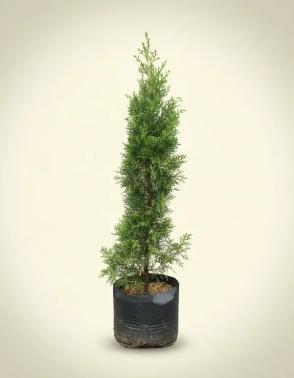 Cupressus papuanus