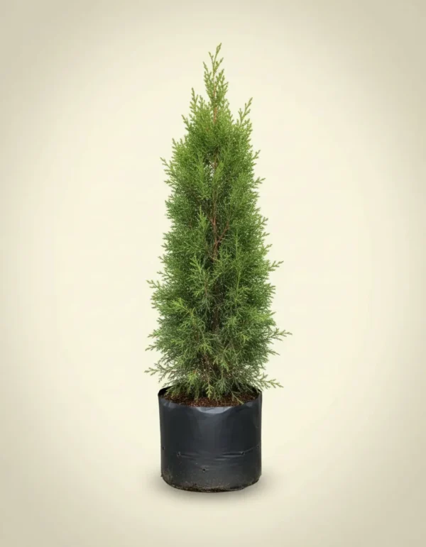 Cupressus sempervirens