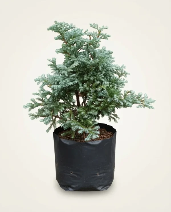 Dacrycarpus imbricatus