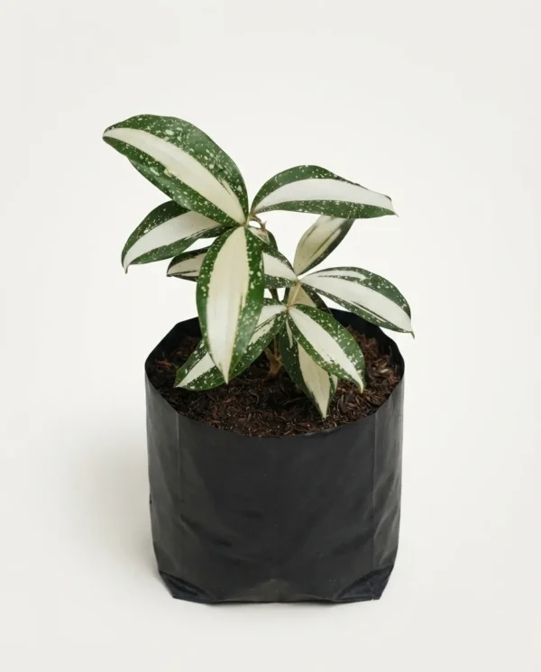 Dracaena Milky Way