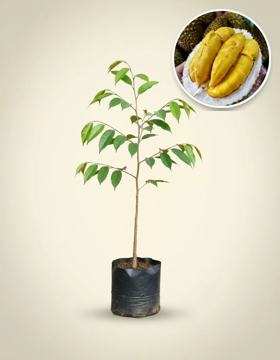Durian Bawor