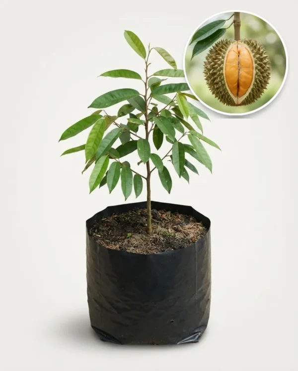 Durian Black Thorn