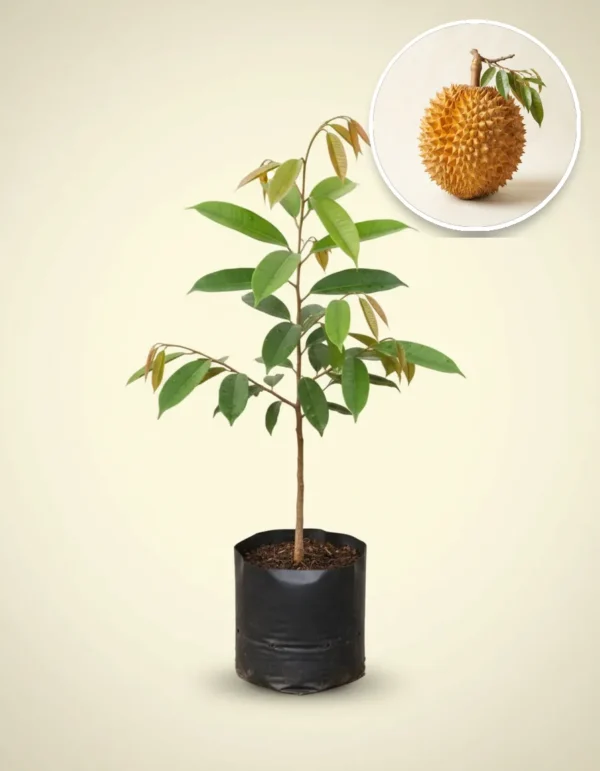 Durian Lay