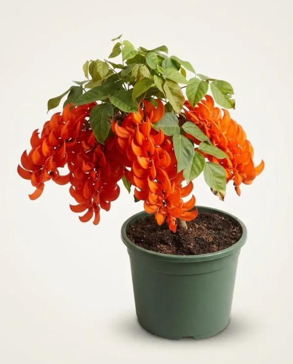 Flame of Irian (Mucuna bennettii)