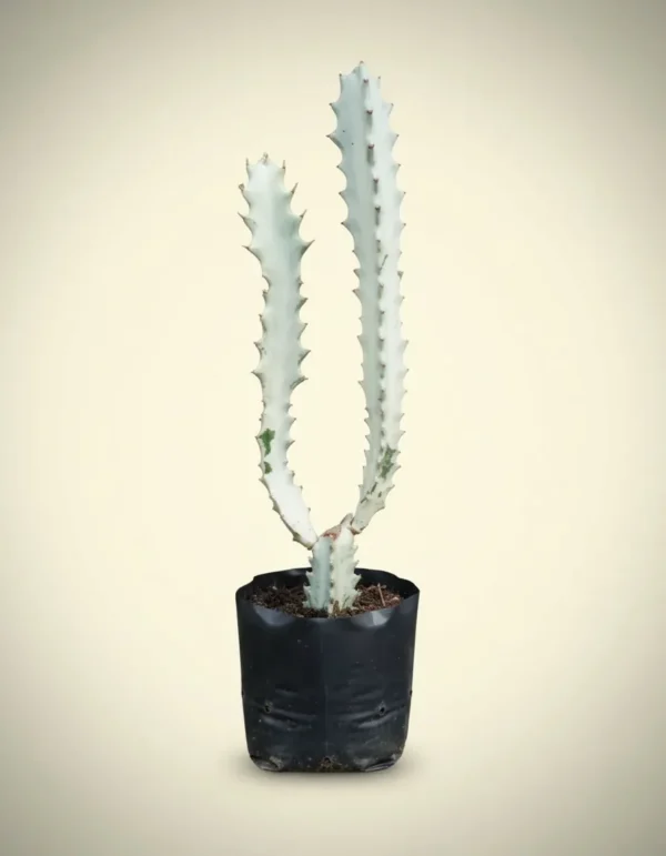 Ghost Cactus