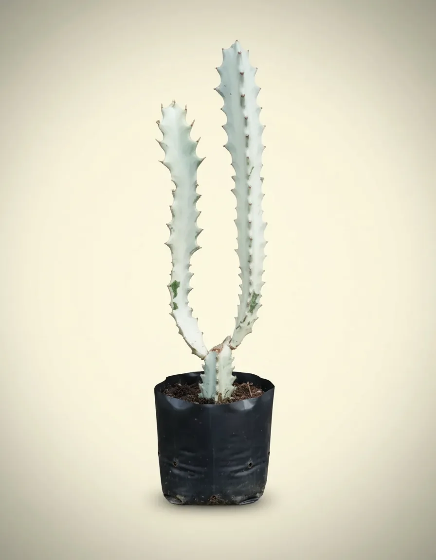 Ghost Cactus