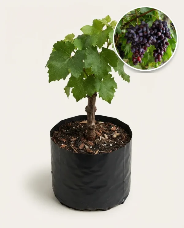 Grapes Giovani