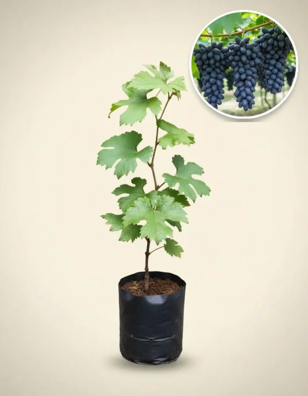 Grapes Gozv