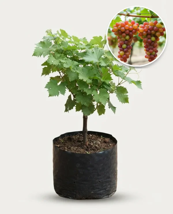 Grapes Ninel