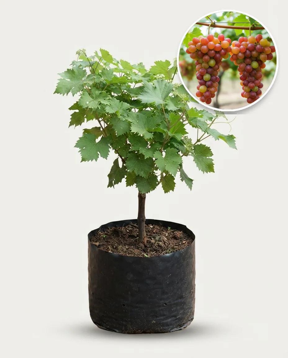 Grapes Ninel