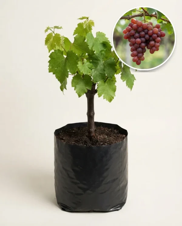 Grapes Red Caroline