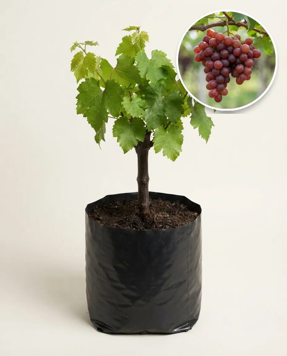 Grapes Red Caroline