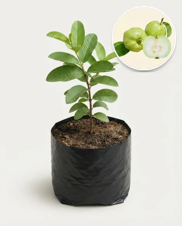 Guava Jumbo