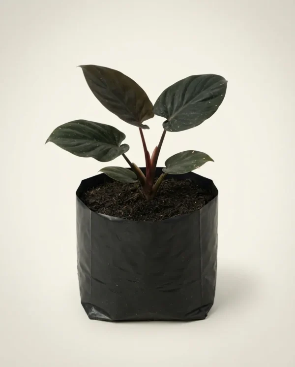 Homalomena schisma Black