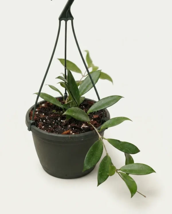 Hoya amicabilis