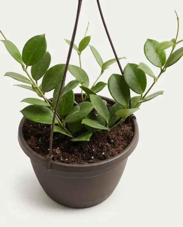 Hoya australis