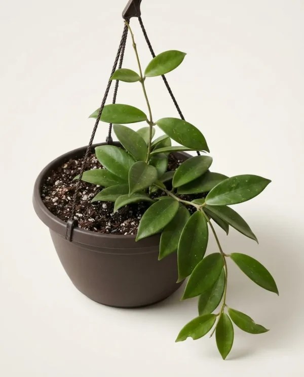 Hoya campanulata