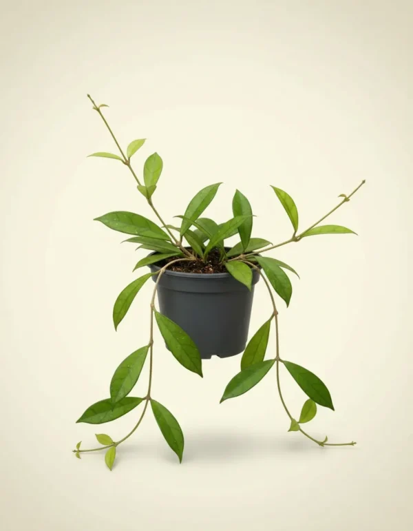 Hoya decipulae