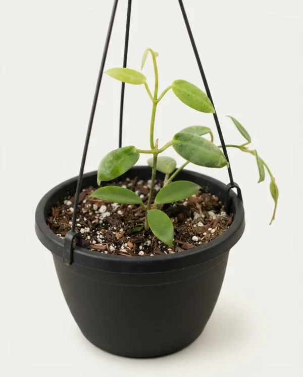 Hoya eriostemma