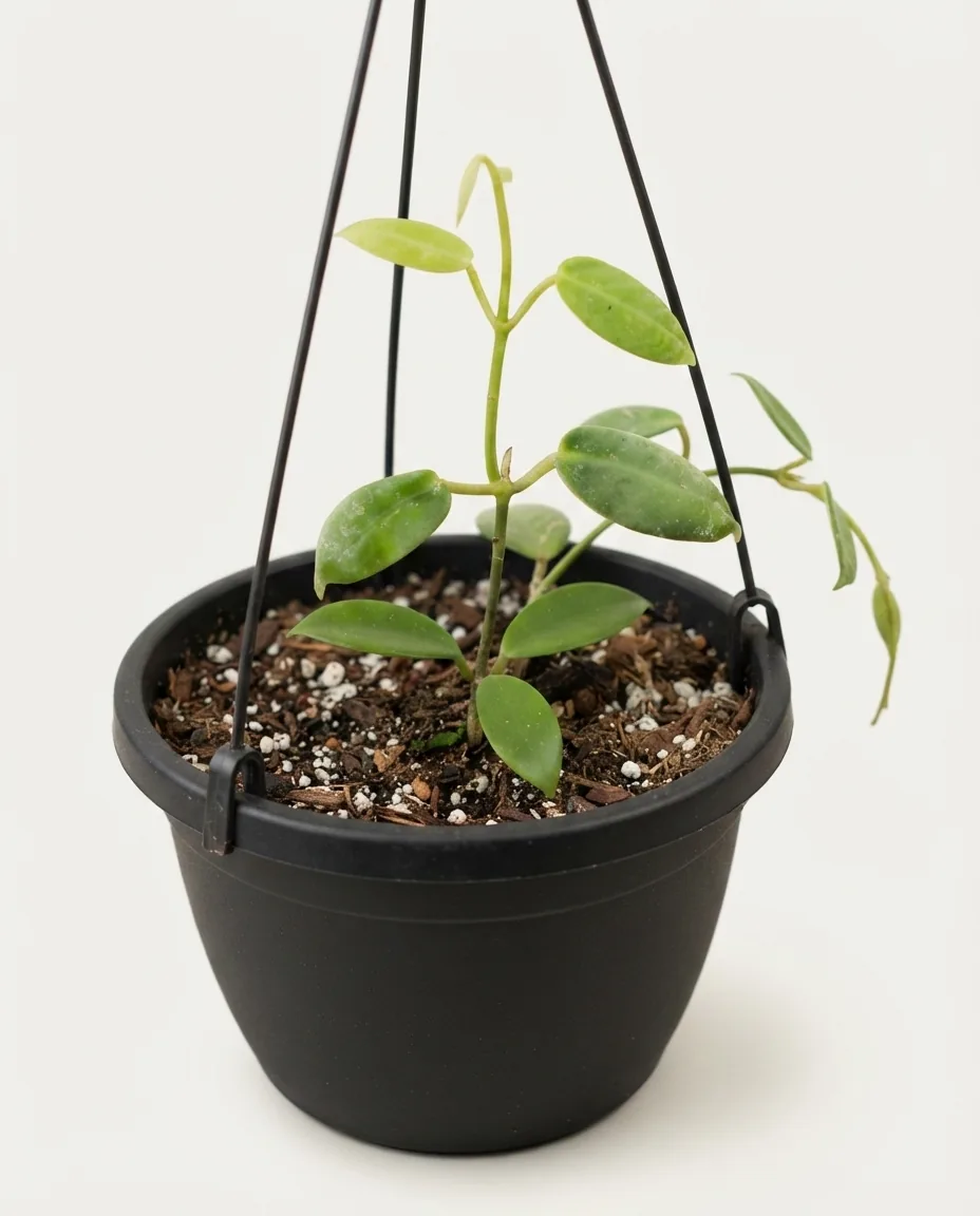 Hoya eriostemma