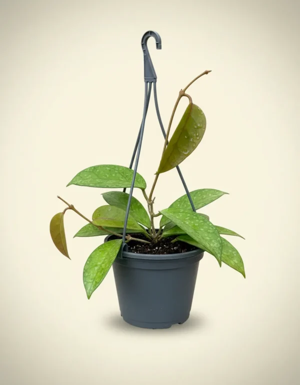 Hoya evaline