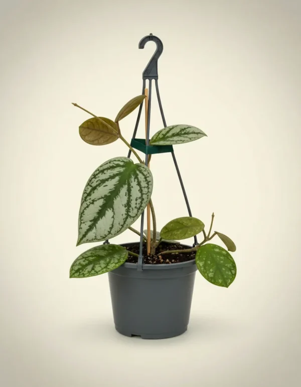 Hoya imbricata