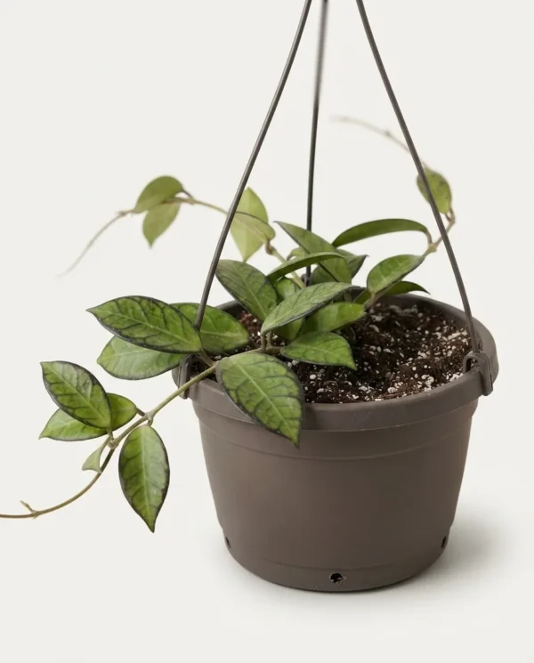 Hoya lacunosa black margin