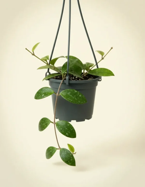 Hoya lacunosa laos splash