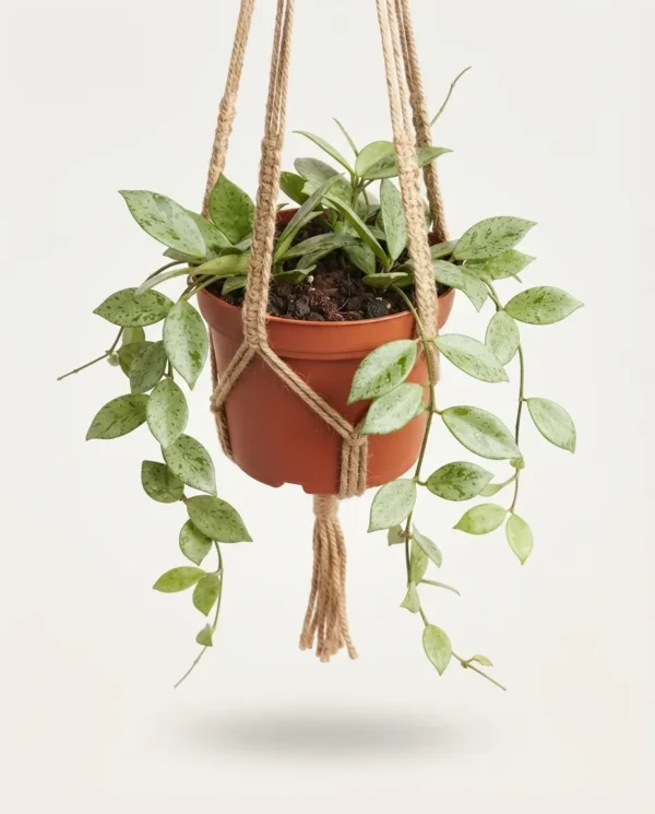 Hoya lacunosa sulcata