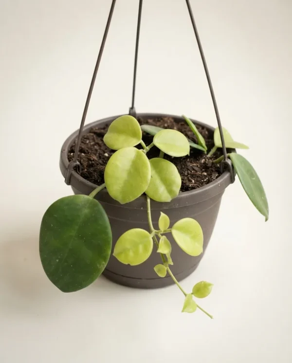 Hoya lauterbachii