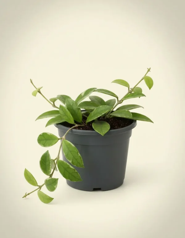 Hoya mini white