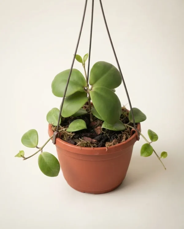 Hoya mitrata