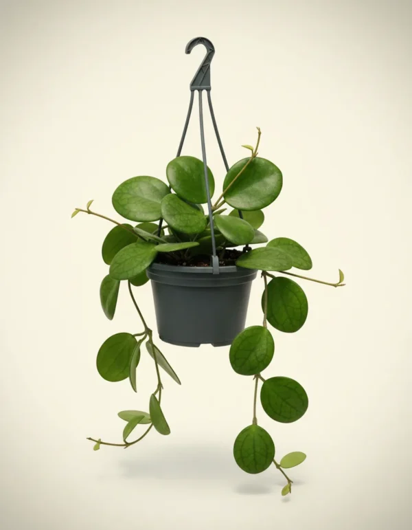Hoya obovata