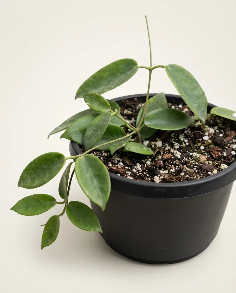 Hoya oncinoides