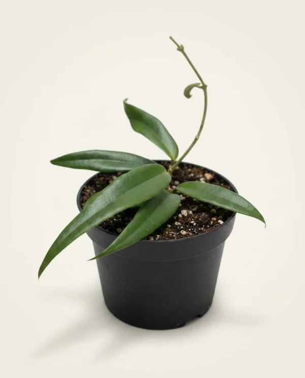 Hoya paradisea