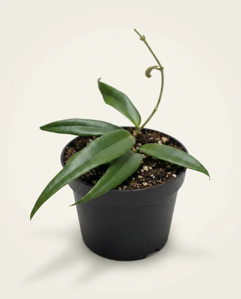 Hoya paradisea