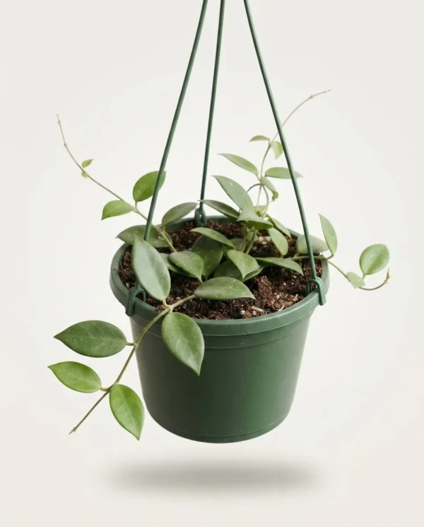 Hoya patela