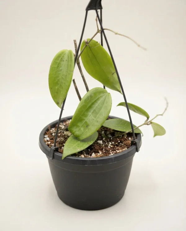 Hoya polystachya