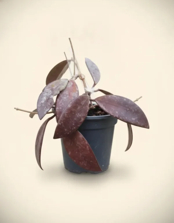 Hoya rundumensis red
