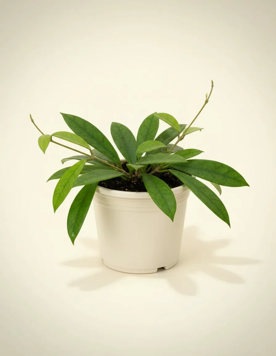 Hoya stenaokei