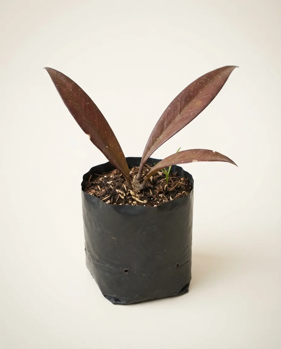 Hoya Sulred