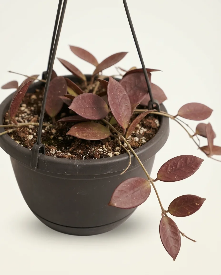 Hoya undulata red
