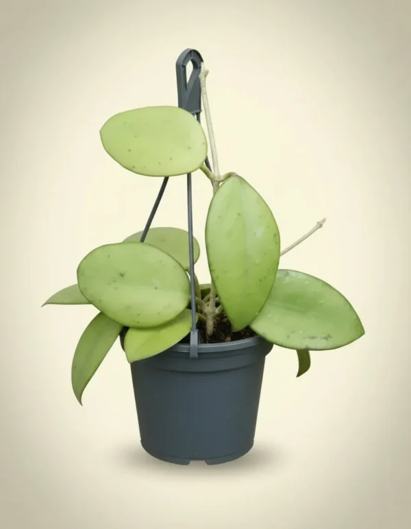 Hoya verticilata