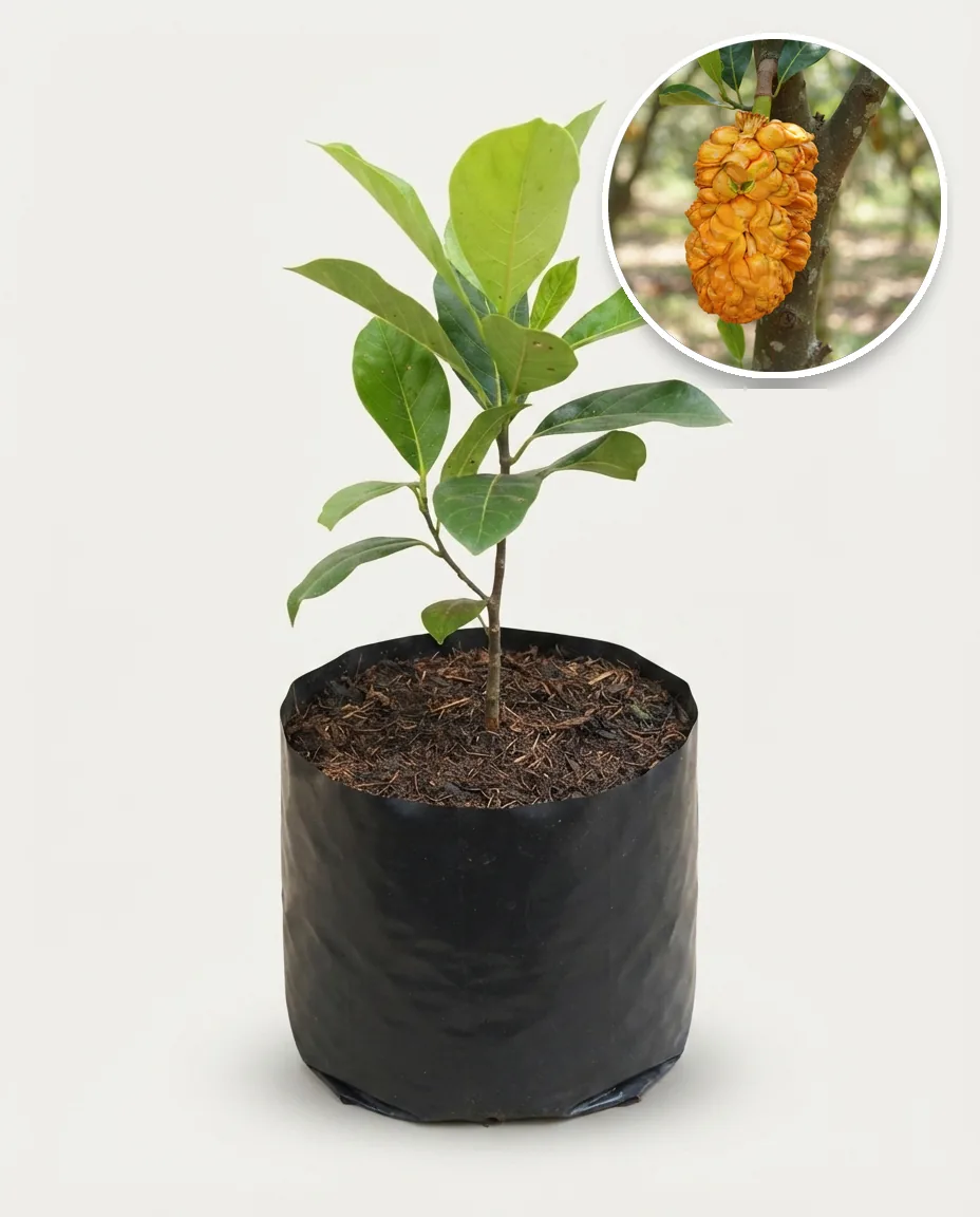 Artocarpus heterophyllus × Artocarpus integer